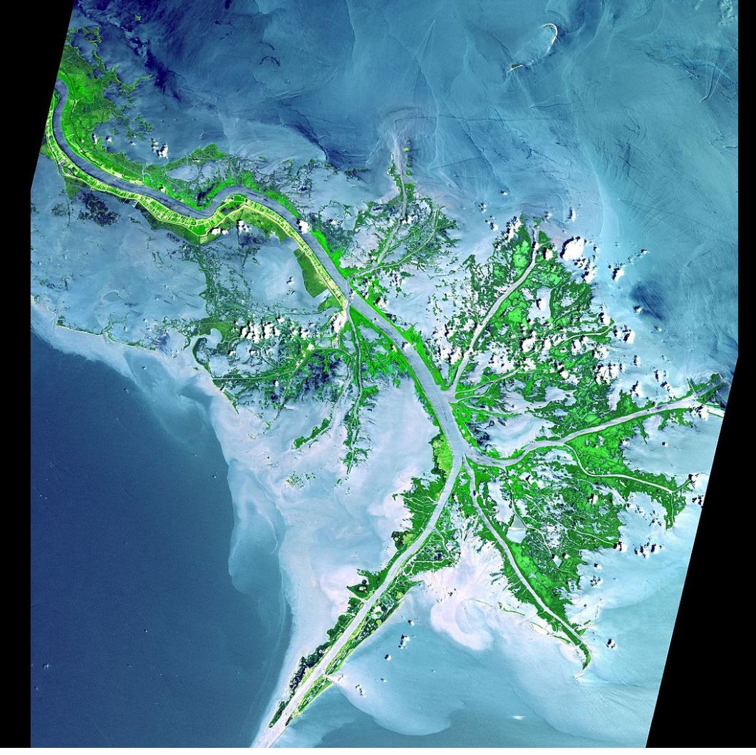 Satellite view of light blue water with a green dendritic or birdfoot-shaped delta branching out into the water.