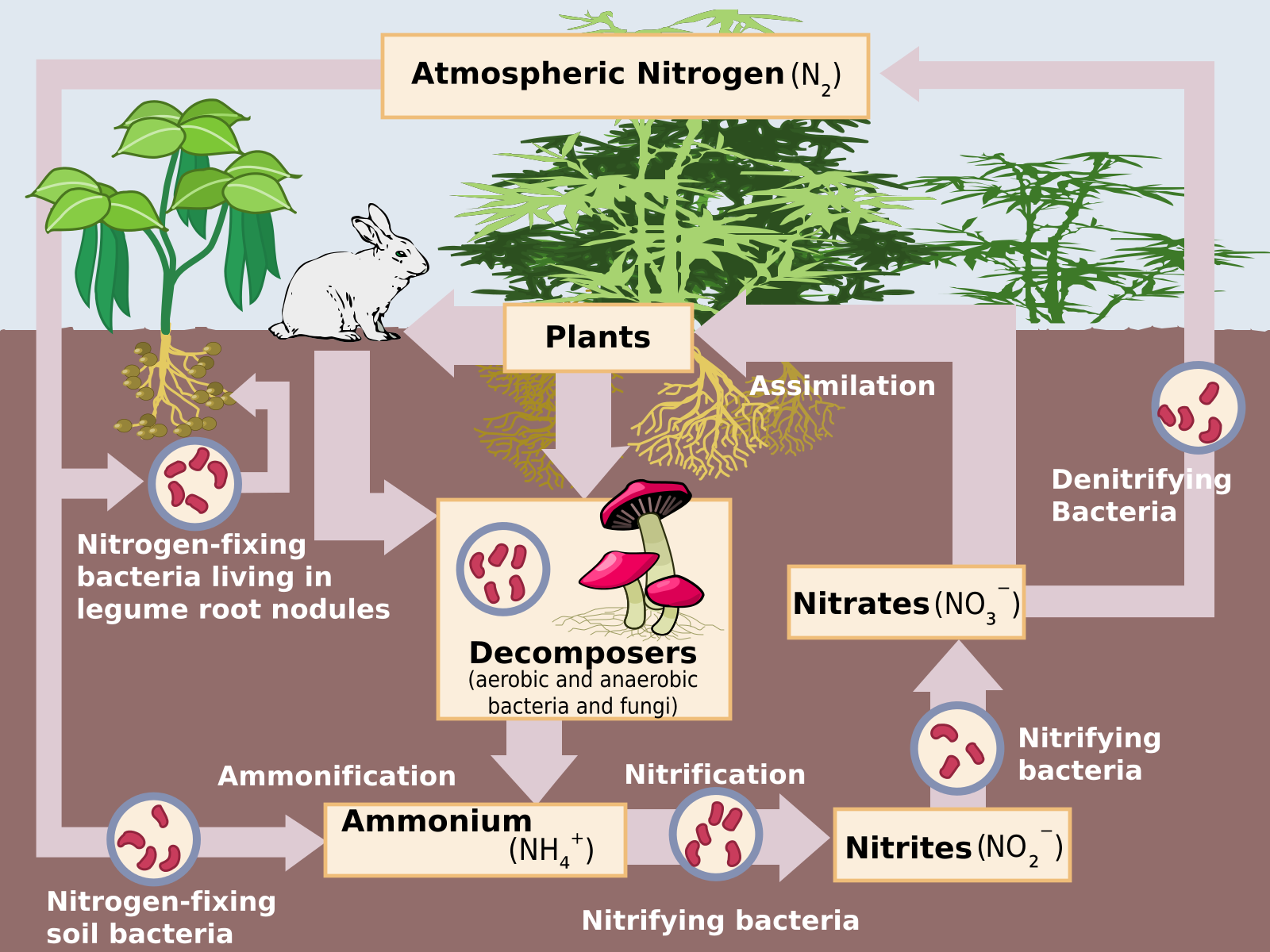 A schematic diagram representing the nitrogen cycle; it consists of interconnected arrows and labeled boxes, showcasing the various stages and transformations of nitrogen. The cycle begins with atmospheric nitrogen (N2), which is converted into ammonium (NH4+) through nitrogen fixation, represented by an arrow pointing through nitrogen-fixing soil bacteria in the subsurface. The ammonium then undergoes nitrification, shown by arrows leading through nitrifying bacteria in the ground to a box labeled Nitrites (NO2-) and an arrow from that box leading through more nitrifying bacteria leading to a box labeled Nitrates (NO3-). From there, the nitrates are taken up by plants, indicated by an arrow labeled Assimilation, pointing towards a labeled plants box. The nitrogen can then move through the food chain as organisms consume the plants, depicted by an arrow leading to a rabbit. Plants and animals that die are consumed by Decomposers, represented by arrows from the Plants box and rabbit drawing that leads into the ground to a box labeled Decomposers. Denitrification, represented by an arrow leading from Nitrates, through denitrifying bacteria, and pointing back to atmospheric nitrogen, completes the cycle.