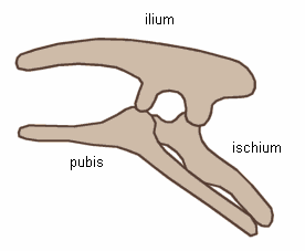 The bones of the pubis and ischium are close to each other.