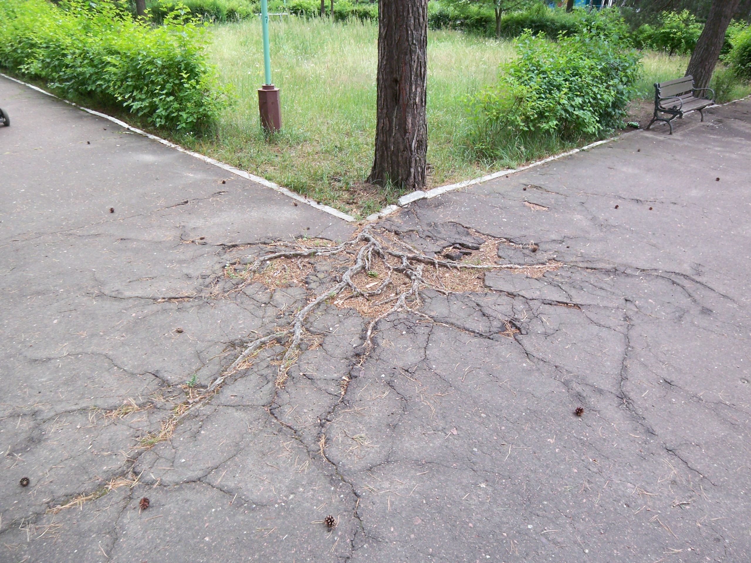 Roots of a tree are visible rising and breaking through asphalt.