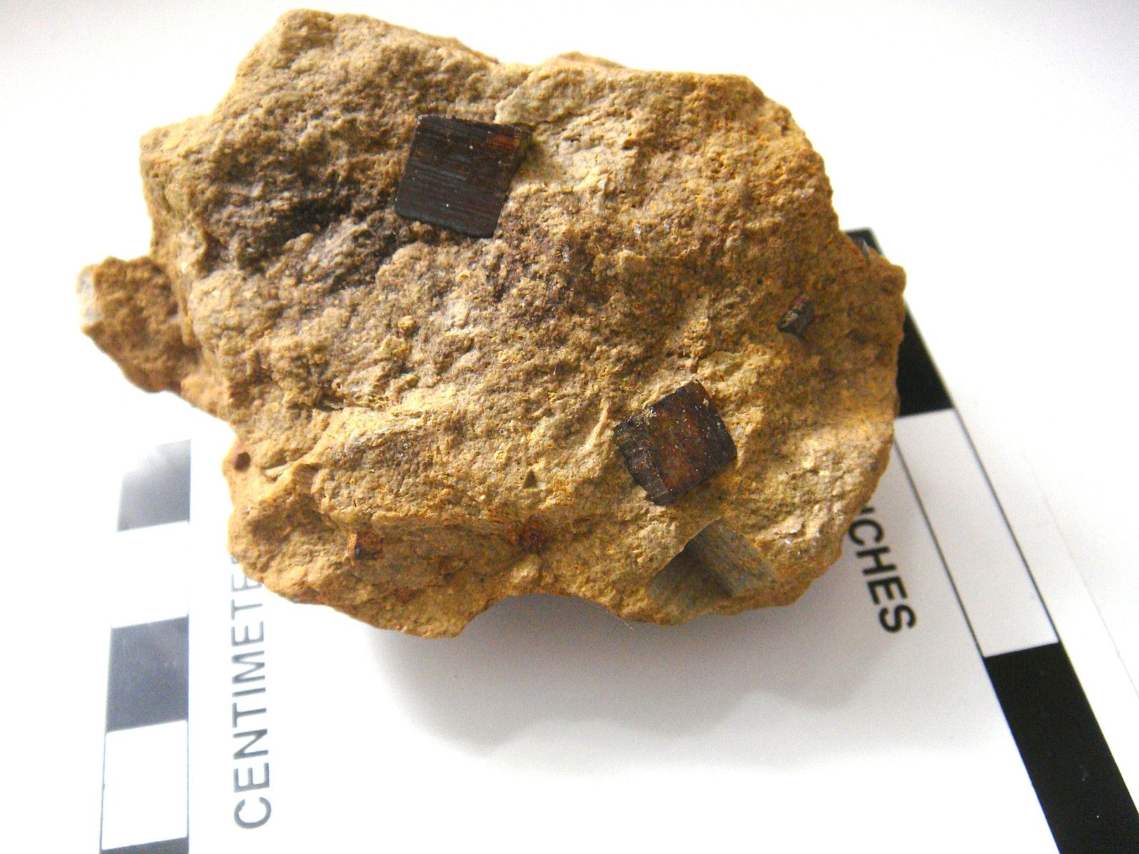 Chunk of dull tan rock with two dark brown glassy cubic crystals growing from it.
