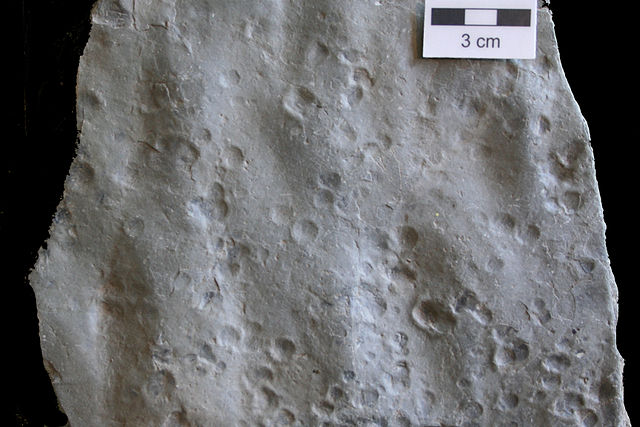 Gray rock with round circle impressions dotted along the surface; a scale bar at the upper right says 3 cm.