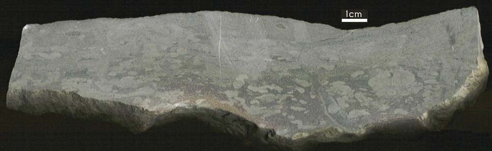 Slab of gray rock with lighter gray ovals and lines visible in darker gray matrix; a scale bar in the upper right says 1 cm.