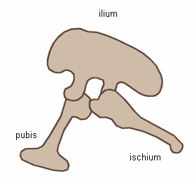 The bones of the pubis and ischium are away from each other.