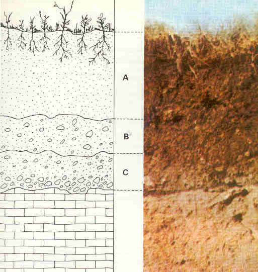 Black and white cross sectional sketch of soil profiles: the top layer has plants on top with shallow roots and is filled in with small dots, labeled A; the layer below has small dots and larger grains drawn, labeled B; the layer below has more larger grains clustered along the base of the layer and also small dots throughout labeled C, and the bottom layer has a brick pattern labeled C. On the right of the sketch is a color photograph of those soil profiles in real life, with brown to tan soil matching each layer of the sketch.