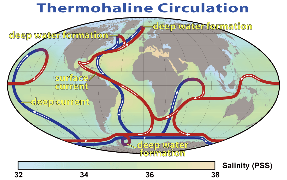 World map of thermohaline circulation currents in the oceans; deep water formation occurs near the poles and surface currents occur near the equators. In the Atlantic Ocean, a blue deep water current forms in the Arctic and travels south along the west margin of the ocean until it reaches Antarctica and flows toward the east; from Antarctica, a red surface current flows from northward off the west coast of Africa, crossing westward toward the northeast coast of South America, and flows northward along the west margin of the ocean until it reaches the Arctic. In the Pacific Ocean, a blue deep water current forms near Antarctica and travels northwestward through the center of the Pacific Ocean until it becomes a red surface current, loops around in a clockwise direction in the northern Pacific Ocean, and travels westward toward southeast Asia; the red surface current continues westward through southeast Asia until it reaches Madagascar, flows westward around the southern tip of Africa, and joins the red surface current that flows northward along the west margin of the Atlantic Ocean. A blue deep water current flows eastward along the margin of Antarctica.