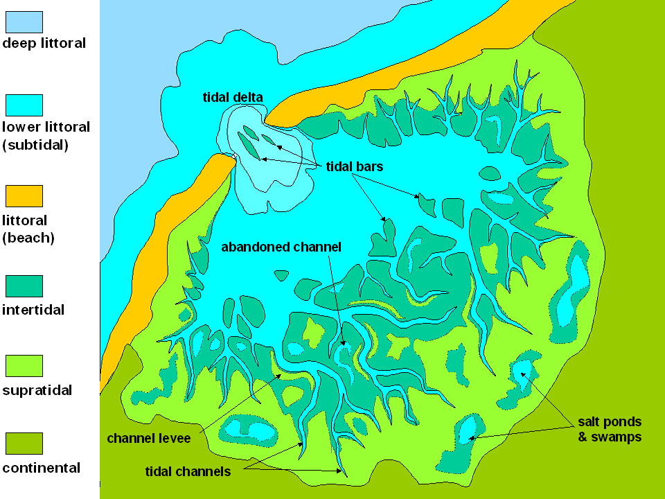 Generalized map view of a tidal flat with labeled and color-coded features: deep littoral is colored blue and found to the upper left of the diagram; lower littoral (subtidal) is colored cyan and next to the deep littoral zone; littoral (beach) is colored marigold and is a strip alongside the lower littoral zone, however the beach has a gap in it; in the gap of the beach there are tidal bars colored turquoise to match the intertidal label; other turquoise intertidal zones are found inland from the beach; supratidal is colored lime green and surrounds the intertidal zones behind the beach; and continental is colored olive green and surrounds the supratidal zone as well as the areas behind the beach along the edges of the diagram.