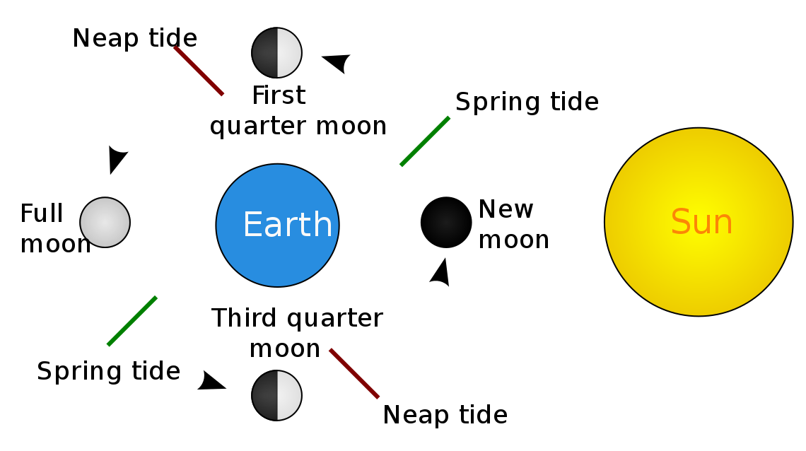 Clockwise with Earth in the center: first quarter moon, spring tide, new moon, neap tide, third quarter moon, spring tide, full moon, neap tide. Sun is to the right.