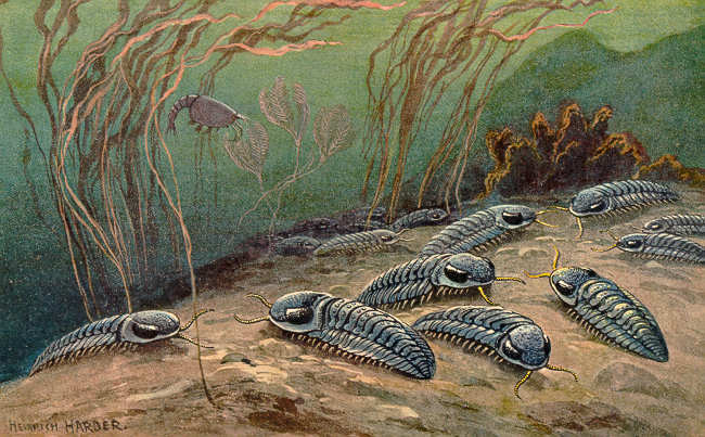 The trilobites are crawling over the sea floor