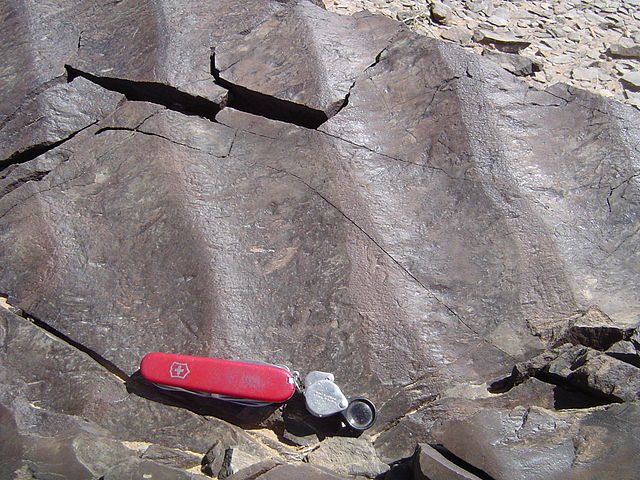 Ripples in reddish-brown rock; each ripple looks to have symmetric slopes on either side; a pocket knife and hand lens rest on the rock for scale.