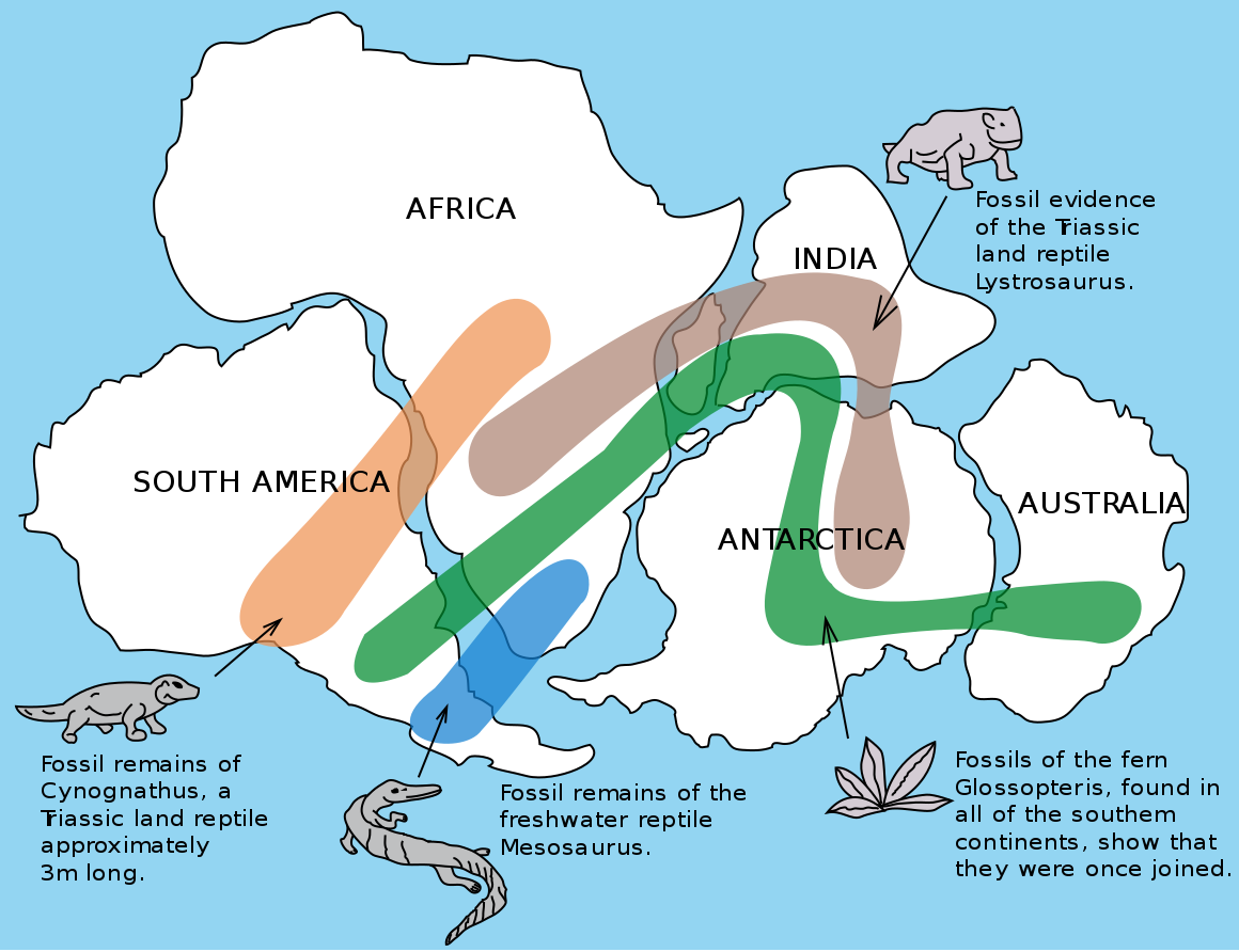 Illustration showing five continents connected. From the left to right, there are South America, Africa, India above Antarctica, and Australia. Overlain on the continents are color-coded tracks of various fossil evidence: a tan band across South America and Africa shows the extent of fossil evidence for Cynognathus, a Triassic therapsid approximately 3 meters long. A gray band across southern Africa, India, and Antarctica shows the extent of fossil evidence for the Triassic therapsid Lystrosaurus. A green band across southern South America, southern Africa, India, Antarctica, and Australia (all of the southern continents) shows the extent of fossil evidence for the fern Glossopteris. A blue band across southern South America and southern Africa shows the extent of fossil evidence for the freshwater reptile Mesosaurus.